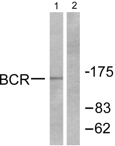 CML / BCR Antibody (p177)