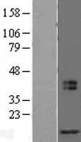 MRFAP1L1 Protein (Over-Expression Lysate Myc-DDK (Flag))