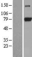 DNM1L / DRP1 Protein (Over-Expression Lysate Myc-DDK (Flag))