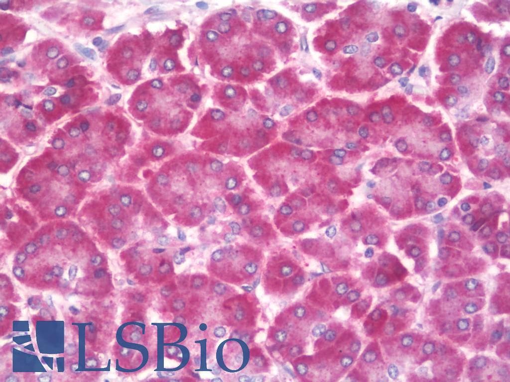 RPS19BP1 Antibody (HRP)