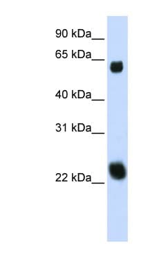 KLHL26 Antibody (aa288-337)