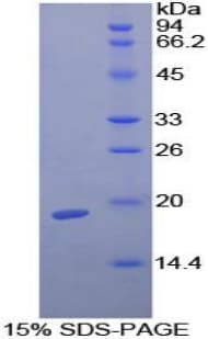 Guinea pig TGFB1 / TGF Beta 1 Protein (Recombinant His-S)