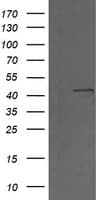 MAP2K1 / MKK1 / MEK1 Antibody (clone OTI2B7)