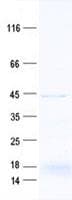 Human PCOLCE2 Protein (Recombinant His, N-Terminal)