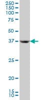 APOH / Apolipoprotein H Antibody (clone 3F10)