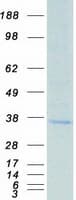 Human BAFF / TNFSF13B Protein (Recombinant Myc-DDK (Flag))
