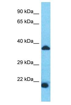 SPDYE1 Antibody (aa31-80)