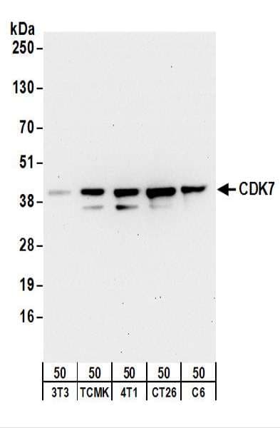 CDK7 Antibody (aa300-C-term)