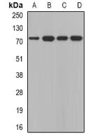 CAPN5 / Calpain 5 Antibody