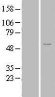 ZNF561 Protein (Over-Expression Lysate Myc-DDK (Flag))
