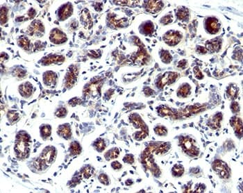 TFF1 / pS2 Antibody (phospho-Ser2, clone GE2, Ready-to-Use)