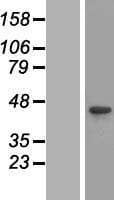 IK3-1 / CABLES1 Protein (Over-Expression Lysate Myc-DDK (Flag))