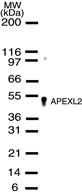 APEX2 Antibody
