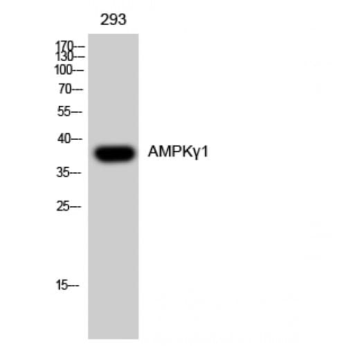 Polyclonal Rabbit anti-Human PRKAG1 / AMPK Gamma 1 Antibody (10-90 aa, N-terminal, WB)