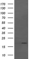 CTAG1B / NY-ESO-1 Antibody (clone OTI4B6, Carrier-free)