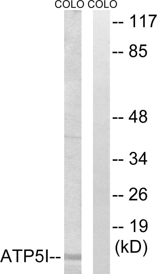 ATP5I Antibody (aa20-69)