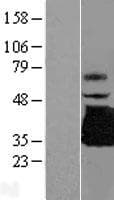 TREML1 / TLT1 Protein (Over-Expression Lysate Myc-DDK (Flag))