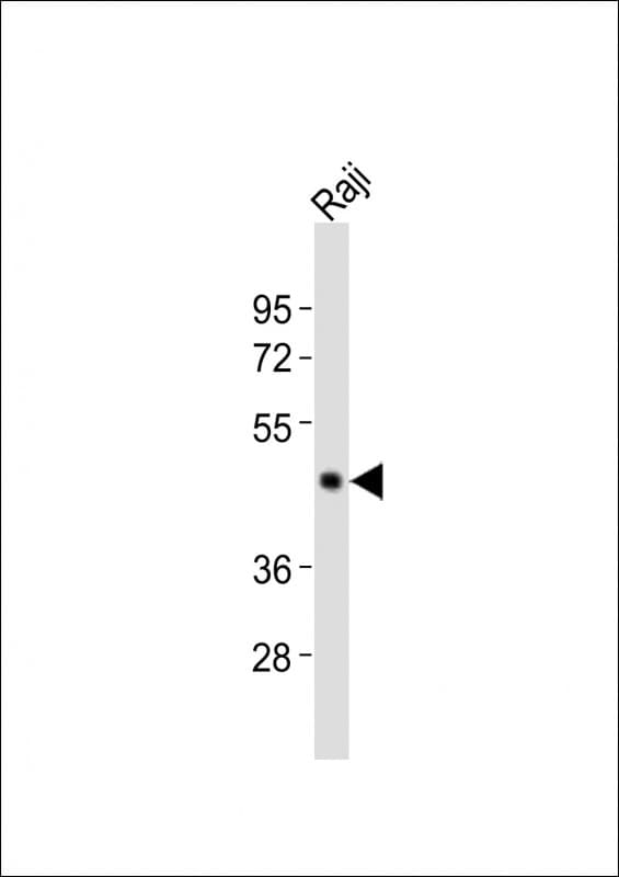 CASP4 / Caspase 4 Antibody (aa163-197)