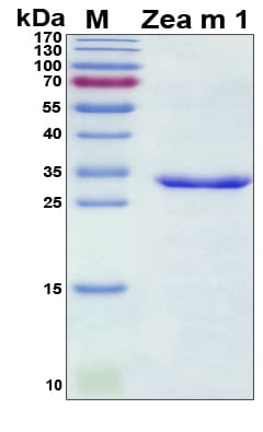 Maize EXPB9 Protein (Recombinant His, N-Terminal)