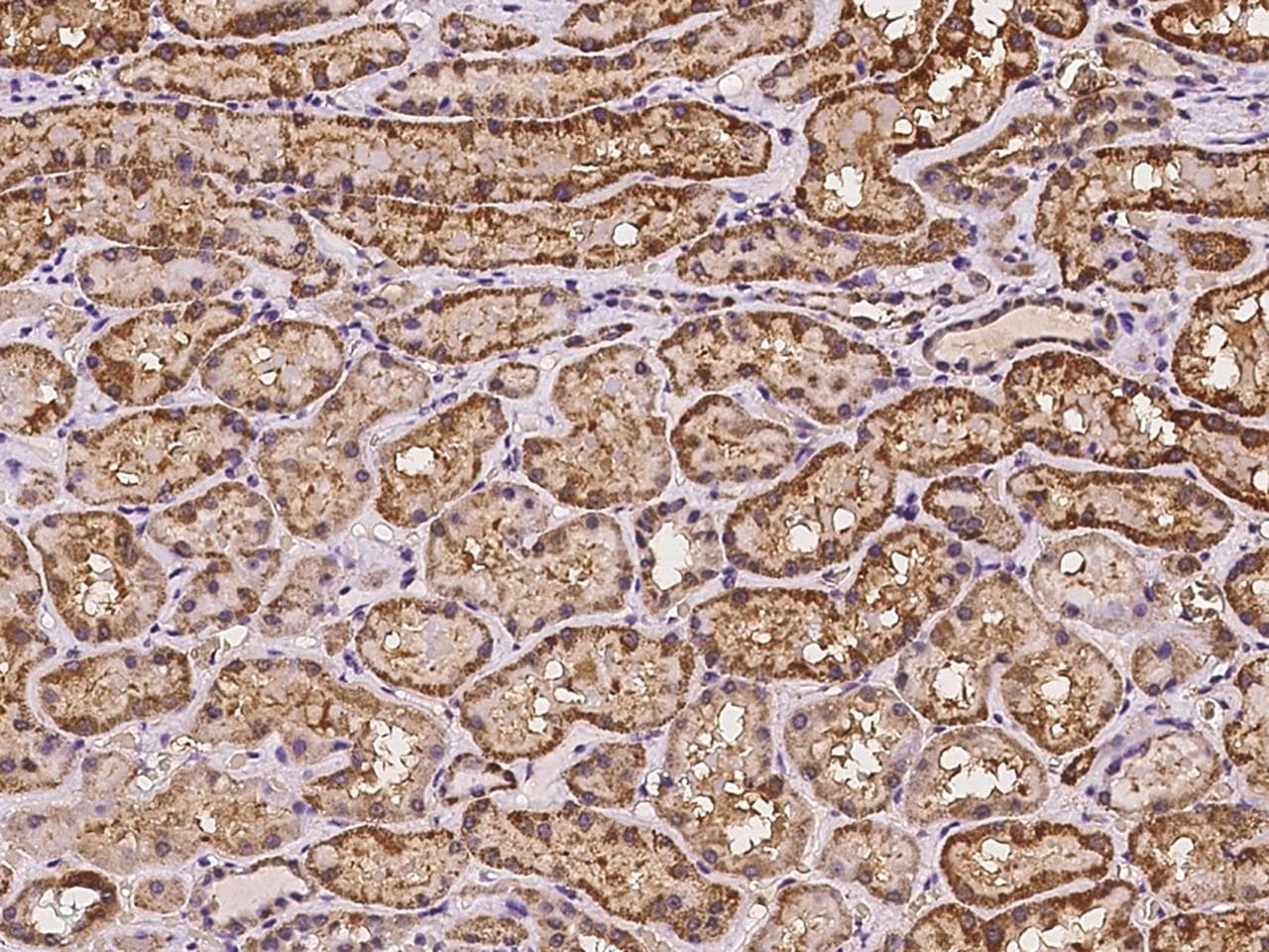GGT7 Antibody