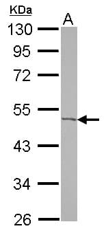 ACOT9 Antibody