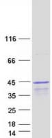Human JMJD7 Protein (Recombinant Myc-DDK (Flag))