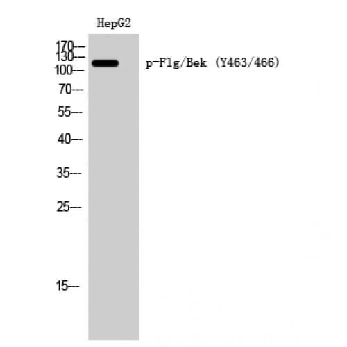 Polyclonal Rabbit anti-Human FGFR / FGF Receptor Antibody (410-490 aa, WB)