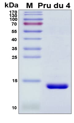 Almond Pru du 4 Protein (Recombinant His, N-Terminal)