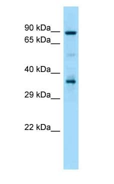 HSP90AA1 / Hsp90 Alpha A1 Antibody (aa409-458)