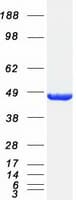 Human SEPT2 / Septin 2 Protein (Recombinant Myc-DDK (Flag))