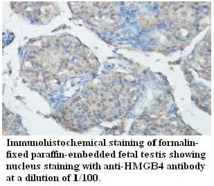 HMGB4 Antibody (aa90-186)