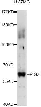 PIGZ Antibody