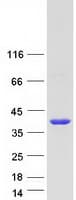 Human NAPB / SNAPB Protein (Recombinant Myc-DDK (Flag))