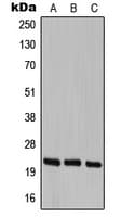 CBLN1 / Cerebellin 1 Antibody (C-Terminus)