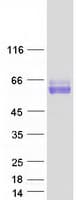 Human SYT1 / Synaptotagmin Protein (Recombinant Myc-DDK (Flag))