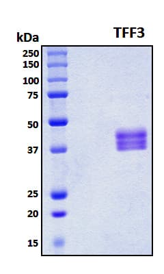 Mouse TFF3 / Trefoil Factor 3 Protein (Recombinant 6His, N-terminus + Mouse IgG Fc, C-terminus)