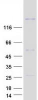 Human CNTNAP5 Protein (Recombinant Myc-DDK (Flag))