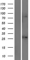 KCNJ1 / ROMK Protein (Over-Expression Lysate Myc-DDK (Flag))