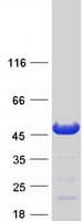 Human NECAB1 Protein (Recombinant Myc-DDK (Flag))