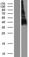 SLAMF6 / NTBA Protein (Over-Expression Lysate Myc-DDK (Flag))