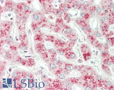 IHC-plus™ PIK3C3 / VPS34 Antibody (Ser34)