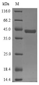 Pig IL4R / CD124 Protein (Recombinant 6His-SUMOstar, N-terminus)