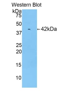 Ribonuclease A / RNASE1 Antibody (aa26-149, Biotin)