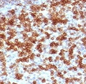 PDCD1 / CD279 / PD-1 Antibody (clone PD203-1, Azide-free, BSA-free)