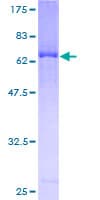 Human MAP2K3 / MEK3 / MKK3 Protein (Recombinant GST)