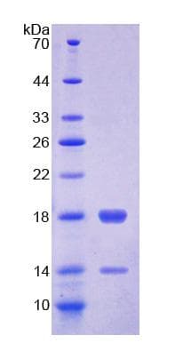 Chicken FABP4 / AP2 Protein (Recombinant His-T7)
