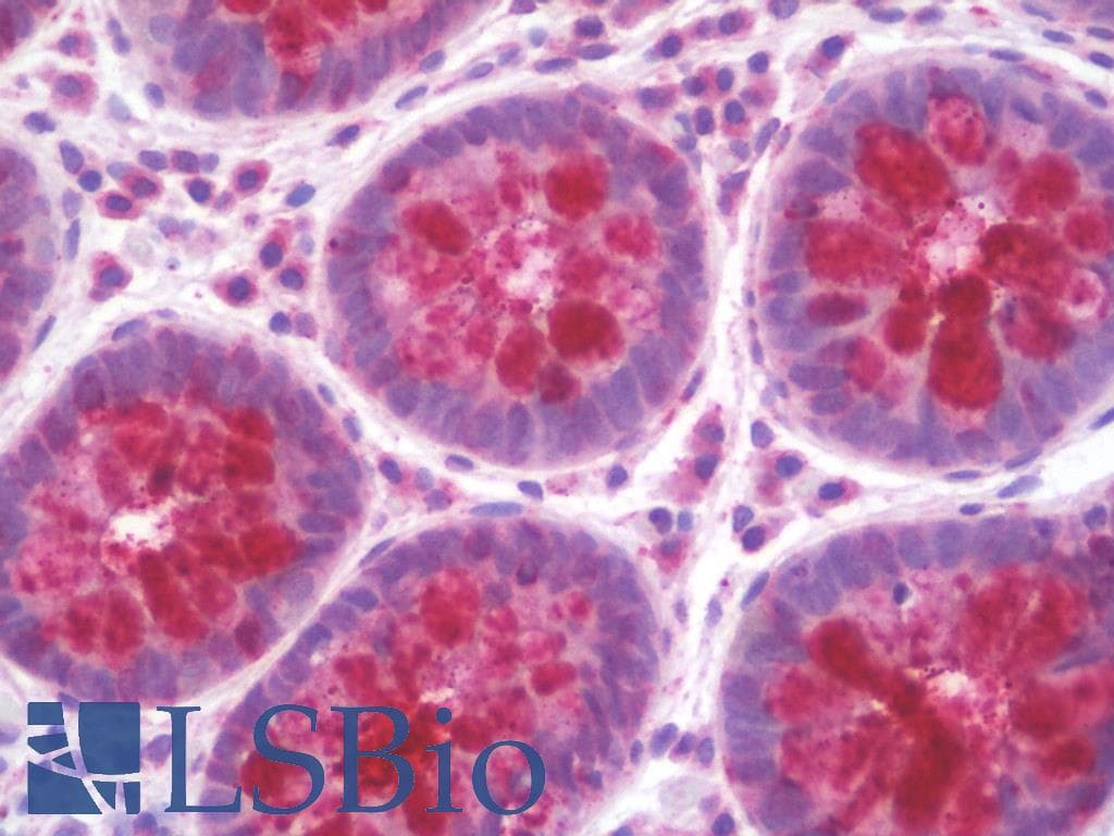 IHC-plus™ MRPS24 Antibody (aa51-100)