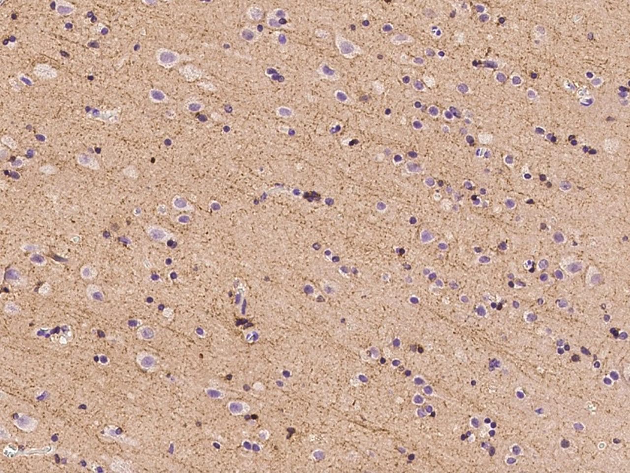 JAM3 Antibody