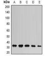 AK2 / Adenylate Kinase 2 Antibody