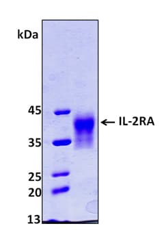 Human IL2RA / CD25 Protein (Recombinant 8His, N-terminus)